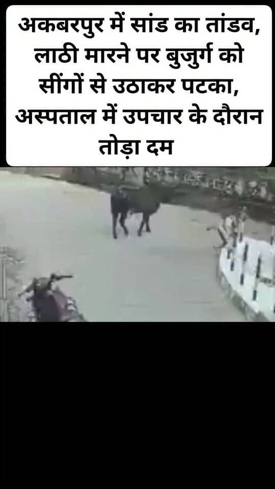 अकबरपुर में सांड का तांडव, लाठी मारने पर बुजुर्ग को सींगों से उठाकर पटका, अस्पताल में उपचार के दौरान मौत।#viral #viralpost #kanpurdehatnews #follovar
