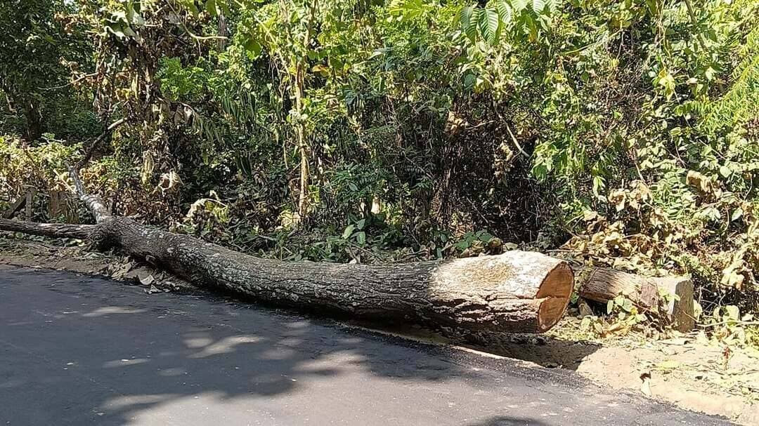 বন দপ্তরের অফিসের ঢিল ছোড়া দূরত্বে দিনের আলোয় বন নিধনের অভিযোগ, ক্ষুব্ধ স্থানীয়রা
উদয়পুরের পেরাতিয়া এলাকায় বন দপ্তরের অফিসের কাছেই দিনের আলোয় বন নিধন চলার অভিযোগ উঠেছে। ঘটনাকে ঘিরে ক্ষোভ প্রকাশ করেছেন স্থানীয় বাসিন্দারা। বন দপ্তরের নজরদারি ও ভূমিকা নিয়ে উঠছে প্রশ্ন।