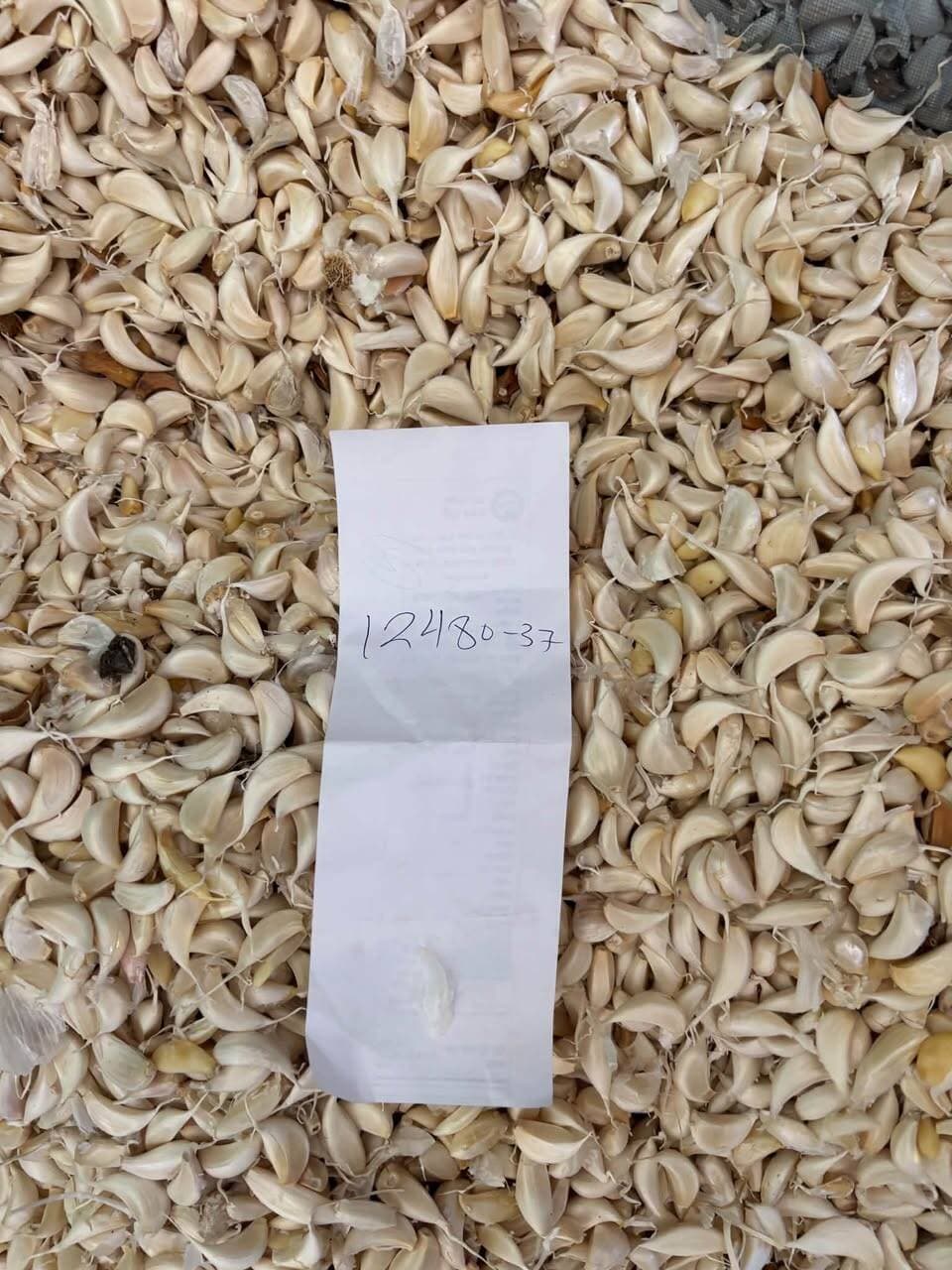 14 अक्टूबर 2026 को कालापीपल मंडी में लहसुन का भाव