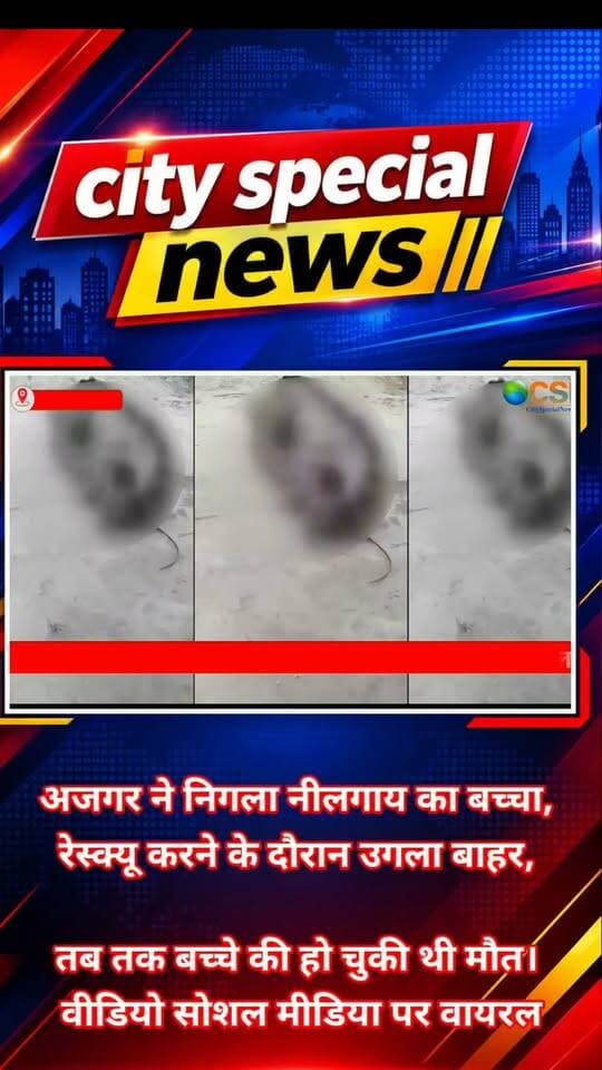 उत्तर प्रदेश के प्रतापगढ़ से एक हैरान कर देने वाला मामला सामने आया है, जहां एक विशालकाय अजगर नीलगाय के बच्चे को निगल गया। लेकिन जब सर्पमित्र अजगर का रेस्क्यू करने पहुंचा, तो कुछ ऐसा हुआ कि मौके पर मौजूद लोग भी हैरान रह गए। रेस्क्यू के दौरान अजगर ने अपने पेट से नीलगाय के बच्चे को बाहर उगल दिया। हालांकि, तब तक बच्चे की मौत हो चुकी थी। इस पूरी घटना का वीडियो अब सोशल मीडिया पर तेजी से वायरल हो रहा है।
ये पूरा मामला प्रतापगढ़ जिले की पट्टी तहसील के दिशिनी गांव की वनवासी बस्ती का है। जानकारी के मुताबिक, यहां एक विशालकाय अजगर ने नीलगाय के बच्चे को अपना शिकार बना लिया। अजगर को देखकर ग्रामीणों में दहशत फैल गई। देखते ही देखते मौके पर लोगों की भीड़ जमा हो गई और इलाके में अफरा-तफरी का माहौल बन गया।
ग्रामीणों ने बिना देर किए सर्पमित्र सिराज शेख को सूचना दी। खबर मिलते ही सिराज शेख मौके पर पहुंचे और अजगर को सुरक्षित पकड़ने के लिए रेस्क्यू शुरू किया।
रेस्क्यू की कोशिश चल ही रही थी कि अचानक अजगर ने अपने पेट से नीलगाय के बच्चे को बाहर उगल दिया। यह नजारा देखकर वहां मौजूद लोग हैरान रह गए। लेकिन इस घटना का दुखद पहलू यह रहा कि नीलगाय के बच्चे की जान नहीं बच सकी।
इसके बाद सर्पमित्र सिराज शेख ने सावधानी बरतते हुए अजगर को सुरक्षित तरीके से पकड़ा और आबादी से दूर जंगल में छोड़ दिया। अजगर के सुरक्षित रेस्क्यू के बाद ग्रामीणों ने राहत की सांस ली।
इस पूरे घटनाक्रम को मौके पर मौजूद लोगों ने अपने मोबाइल कैमरों में रिकॉर्ड कर लिया। अब यही वीडियो सोशल मीडिया पर चर्चा का विषय बना हुआ है। लोग अजगर के शिकार को निगलने और फिर रेस्क्यू के दौरान उसे बाहर उगलने के दृश्य को देखकर हैरानी जता रहे हैं।
इस घटना के बाद सर्पमित्र ने ग्रामीणों से सतर्क रहने की अपील की है। उन्होंने कहा कि अगर कहीं सांप या अजगर दिखाई दे, तो घबराकर उसे मारने या खुद पकड़ने की कोशिश न करें। इसकी सूचना तुरंत प्रशिक्षित सर्पमित्र या वन विभाग को दें, ताकि इंसानों और वन्यजीवों, दोनों की सुरक्षा सुनिश्चित की जा सके।
प्रतापगढ़ की इस घटना का वीडियो वायरल है, लेकिन इसके पीछे एक अहम संदेश भी है—वन्यजीवों से दूरी बनाए रखें और किसी भी रेस्क्यू की कोशिश विशेषज्ञों पर छोड़ें।
#प्रतापगढ़ #PratapgarhNews #अजगर #विशालकायअजगर #PythonRescue #SnakeRescue #सांपकारेस्क्यू #नीलगाय #WildlifeRescue #ViralVideo #ViralNews #UPNews #UttarPradeshNews #BreakingNews #सर्पमित्र #SirajSheikh #वन्यजीव #WildlifeNews #TrendingVideo #SocialMediaViral #पट्टी #उत्तरप्रदेश #CitySpecialNews #Nature #AnimalRescue