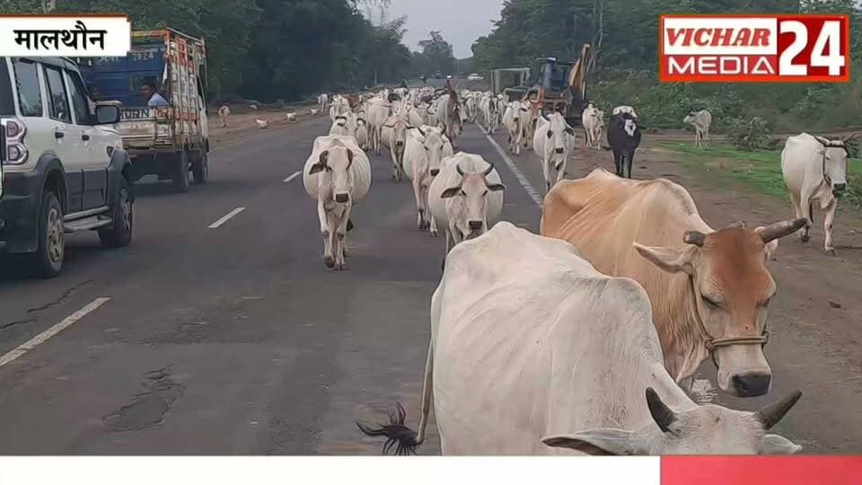 चरने जंगल गई थीं गायें, लौटने के बाद ऐसा क्या हुआ कि मच गया हड़कंप? #khurainews #khuraimadhyapradesh #gaumāta #haiway #accident