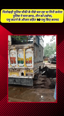 मेरठ: लिसाड़ी गेट थाने की पिलोखड़ी पुलिस चौकी के पीछे चल रहा था मिनी कमेला, पुलिस ने मारा छापा, 3 को दबोचा, 10 पशु किए बरामद