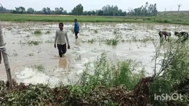 जलालाबाद: कलेक्टरगंज में बेमौसम बारिश से डूबी मूंगफली की फसल, किसानों को हुआ लाखों का नुकसान