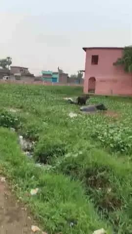 Madhya Vidyalay Golahu nathnagar prakhand panchayat belkhariya