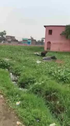 नाथनगर प्रखंड पंचायत बेलखोरिया स्कूल का यह वीडियो है डीएम से अनुरोध है यह बच्चे देश के भविष्य है विद्यालय पर ध्यान दें !