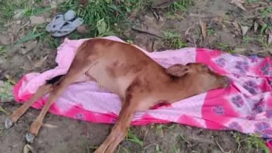 फुलवरिया: सेमरबारी में तेंदुआ की धमक से ग्रामीणों में दहशत, गाय की बछिया का किया शिकार, खेतों में मिले पंजों के निशान, एलर्ट जारी