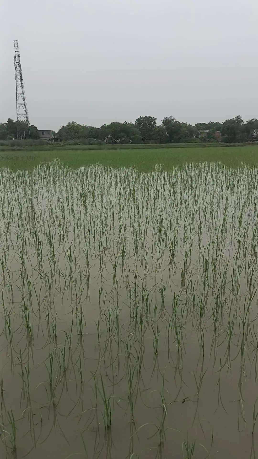 gaon data saidpur ki pokhar pakshi nuksan karte hue