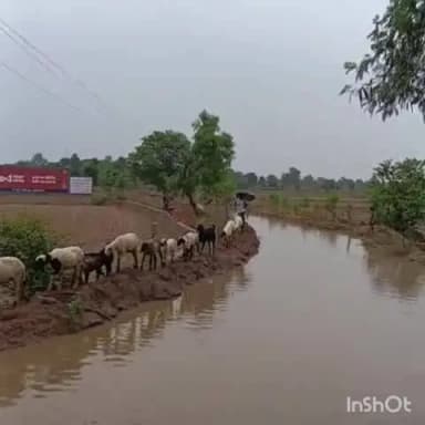 कैलारस: मुख्य सड़क पर जलभराव से ग्रामीण परेशान, कीचड़ और गंदगी के बीच स्कूल जाने को मजबूर बच्चे
#जनसमस्या