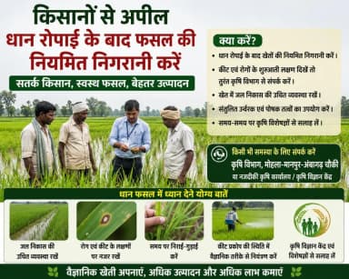मोहला: धान रोपाई के बाद फसल की निगरानी के लिए कृषि विभाग की किसानों से अपील