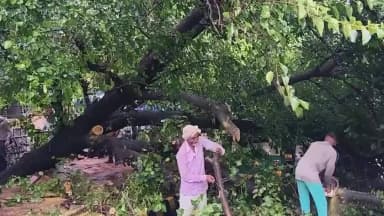 नजफगढ़: शाहपुर जाट के पास सड़क पर गिरा विशालकाय पेड़, दो ऑटो क्षतिग्रस्त, बड़ा हादसा टला