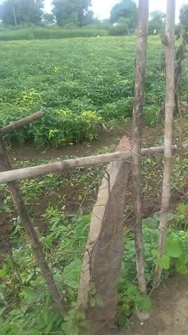 पानी ना गिरने से फसल खराब