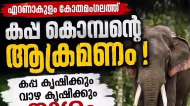 കണയന്നൂർ: കപ്പ കൊമ്പന്റെ ആക്രമണം കപ്പ കൃഷിക്കും വാഴ കൃഷിക്കും നാശം