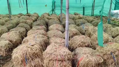 पामगढ़: मुलमुला के नवाचारी एवं मशरूम उत्पादक किसान रोहित साहू बड़े स्तर पर पैरा मशरूम की खेती कर रहे हैं