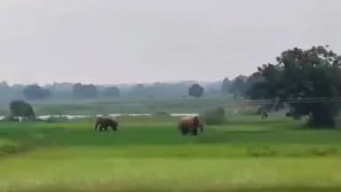 पेशरार: लोहरदगा के हाथी प्रभावित क्षेत्र में जयप्रकाश शर्मा की अपील: हाथियों से दूर रहें, जान जोखिम में न डालें