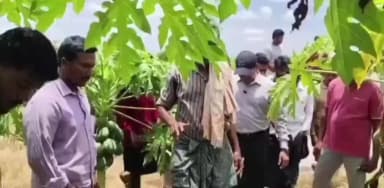 కోడూరు: బొప్పాయి పంటను పరిశీలించిన కలెక్టర్