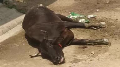 बरेली: इज्जतनगर की डेयरी में गौवंश पर जुल्म का आरोप, बीमार गायें सड़कों पर छोड़ीं, मृत पशु खुले में फेंकने का भी दावा