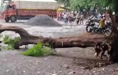 सीहोर नगर: शहर के बाल बिहार में विशालकाय पेड़ गिरने से बड़ा हादसा टला, मजदूर बाल-बाल बचे