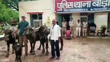 नरसिंहगढ़: मंडावर से चोरी की भैंसें बेचने की फिराक में थे 7 आरोपी, 250 कैमरों की मदद से पकड़े गए