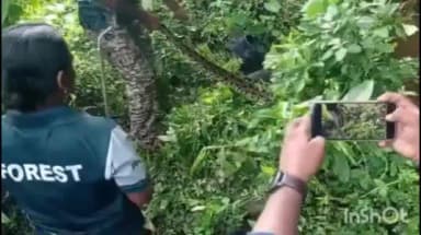 പുനലൂർ: ഏരൂരിൽ ജനവാസ മേഖലയിൽ നിന്നും പെരുമ്പാമ്പിനെ പിടികൂടി