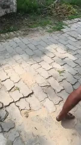 gunda lavarshi ke hai par garmi jyada hai inka bhi sathiyan hai dimak