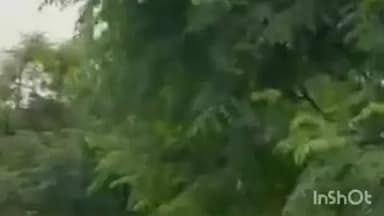 फतेहाबाद: डौकी के नगला देवहंस में हाई टेंशन लाइन का तार टूटने से करंट से दो भैंसों की मौत, दो महिलाएं हुईं घायल