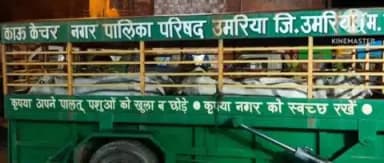 बांधवगढ़: उमरिया में नगर पालिका ने आवारा पशुओं के खिलाफ रात्रिकालीन अभियान चलाया, गाय-बैल गौशाला पहुंचाए