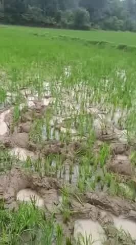 टाटीझरिया: बांडीह में 24 हाथियों के उत्पात से किसानों की फसलें बर्बाद, कई चारदीवारी ज़मींदोज़