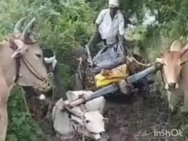 राजूरा: पांदण रस्त्यांची दुरवस्था शेतकरी आणि जनावरांची मरण यात्रा