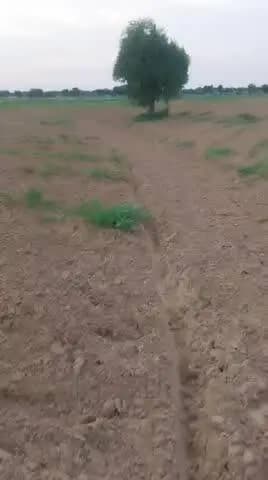 तारानगर: पुनरास की रोही में ग्वार की खड़ी फसल को ट्रैक्टर से नष्ट करने का आरोप, तारानगर थाने में मामला दर्ज