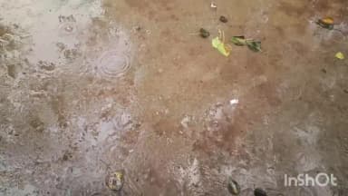 मोहम्मदी: मानसून के साथ शुरू हुई बारिश से गर्मी में राहत मिली, किसानों के चेहरे पर खुशी