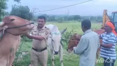 महागाव: कत्तलीसाठी बांधून ठेवलेल्या गोवंशाची करण्यात आली सुटका,महागाव पोलिसांची कारवाई