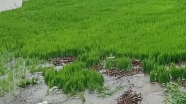 चंदिया: चंदिया में झमाझम बारिश से धान की खेती को राहत