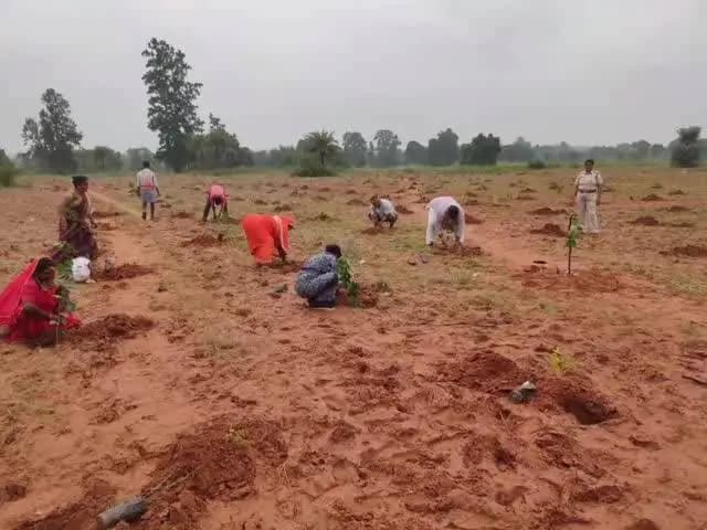 ଝାରସୁଗୁଡା: ତାଳମୁଣ୍ଡା ବନ ସୁରକ୍ଷା ସମିତିର ଅଭିନବ ପ୍ରୟାସ,ଶ୍ରମଦାନ କରି ୬ ଶହରୁ ଊର୍ଦ୍ଧ୍ୱ ବୃକ୍ଷରୋପଣ