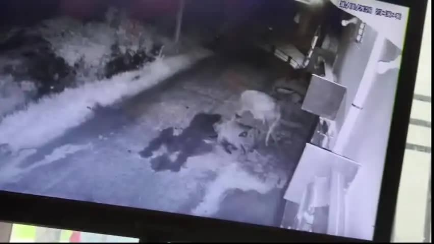 धरहरा: पचरुखी में चोरों का आतंक: एक ही रात में दो घरों के बाहर से बाइक चोरी, सीसीटीवी में संदिग्धों की गतिविधि कैद