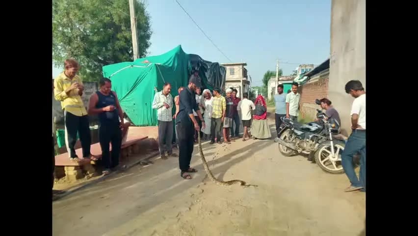 वज़ीरपुर: वजीरपुर मीना बड़ौदा गांव में बारिश के साथ बढ़ी सांपों की दस्तक, मीना बड़ौदा में 8 फीट लंबे अजगर का किया रेस्क्यू