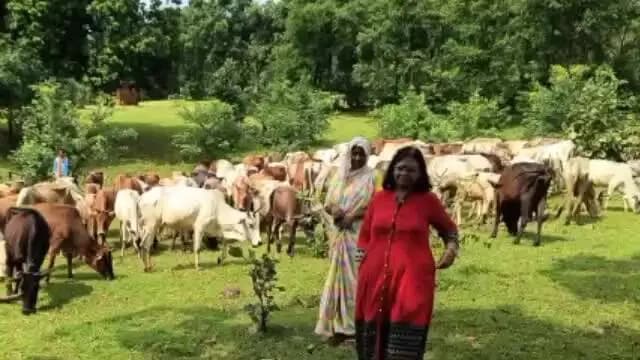 गोपद बनास: सीधी जिले की विभिन्न गौशालाओं का स्वास्थ्य टीम ने किया निरीक्षण