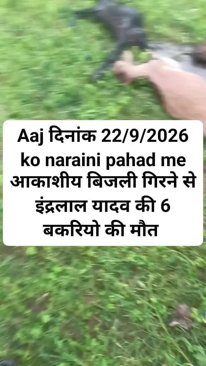 Aaj 22/92026 ko gram naraini pahad me आकाशीय बिजली गिरने से इंद्रलाल यादव की 6 नग बकरियो की मौत हुई हैं