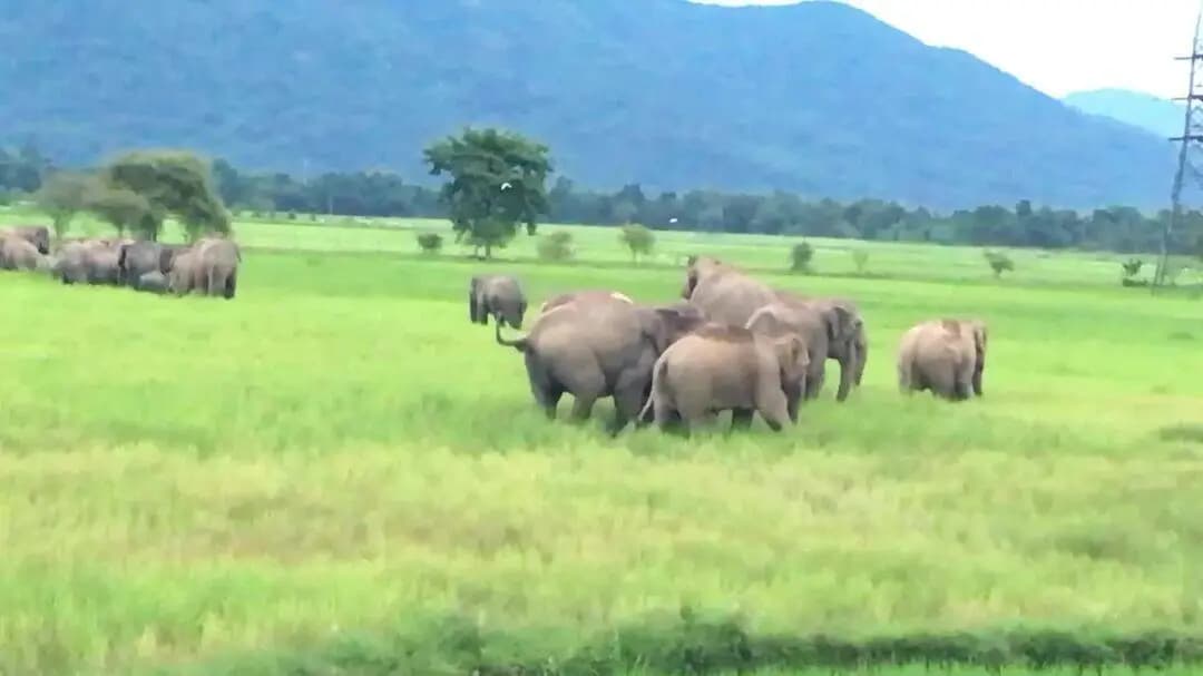 বালিজানা: গোৱালপাৰা জিলাৰ আগিয়া লক্ষীপুৰ পথৰ দাঁতিত থকা ধাননি পথাৰৰ ধান খেতি খাই তহিলং কৰিছে বন্যহস্তীৰ জাকে