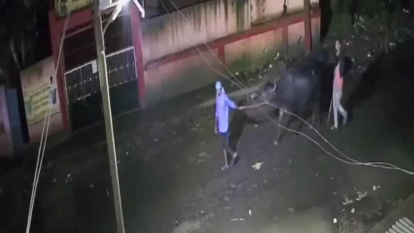 सनहौला: रात के अंधेरे में घर के पास से भैंस चोरी, दो संदिग्ध कैमरे में कैद; काझा से रसलपुर तक भैंस ले जाते दिखे