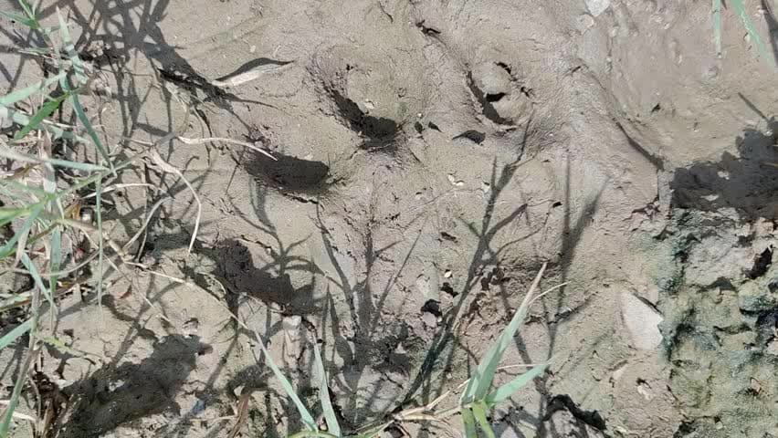 मंदसौर: हैदरवास में तेंदुए ने मवेशी के बच्चे का शिकार किया, ग्रामीणों में डर; वन विभाग के डीएफओ ने किया घटनास्थल का निरीक्षण