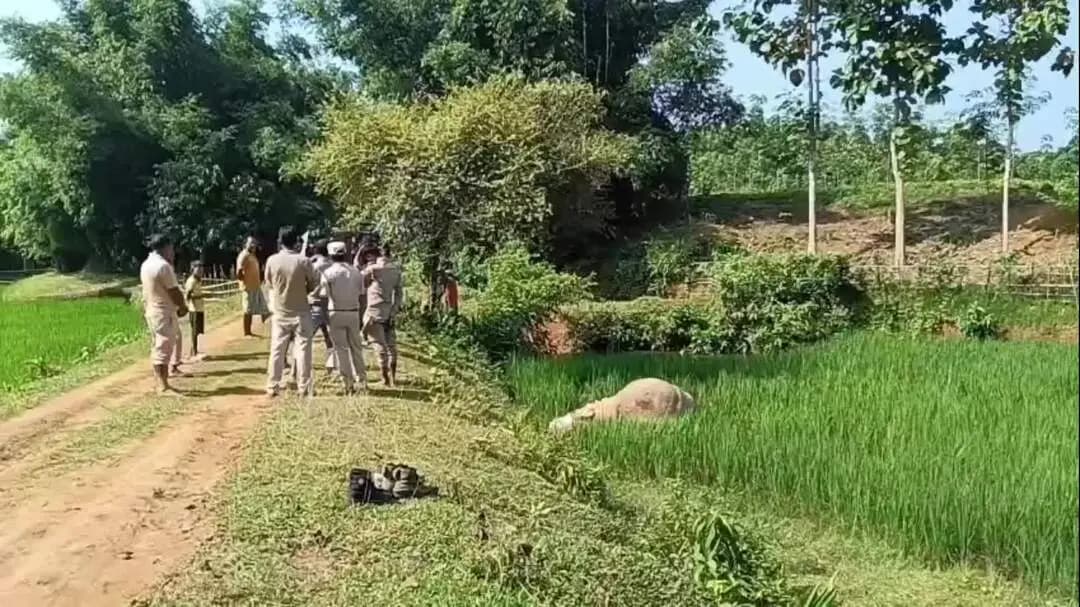 বালিজানা: গোৱালপাৰাৰ কল্যানপুৰৰ বগুলামাৰী প্ৰস্তাবিত সংৰক্ষিত বনাঞ্চলৰ ধাননী পথাৰত পুনৰ এটা বনৰীয়া হাতীৰ মৃতদেহ উদ্ধাৰ হয়