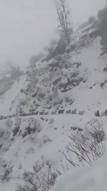 निचार: रुपिन पास में 12 भेड़पालक और ढाई हजार भेड़-बकरियां बर्फबारी में फंसी