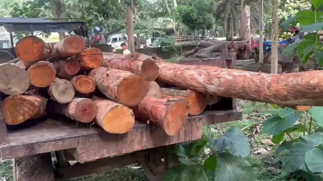 লক্ষীপুৰ: লক্ষীপুৰত অবৈধ কাঠৰ বিৰুদ্ধে বন বিভাগে অভিযান চলাই বৃহৎ পৰিমাণৰ মূল্যবান চেগুন কাঠ জব্দ কৰে