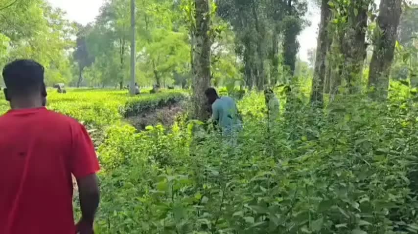 তিনিচুকীয়া: মাকুমৰ ৰাজগড় আলি চাহ বাগিচাৰ নলাত অৰ্ধগলিত অৱস্থাত অচিনাক্ত ব্যক্তিৰ মৃতদেহকলৈ
চাঞ্চল্য