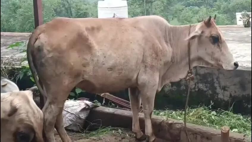 नाहन: सिरमौर में लंपी वायरस से अब तक 49 पशुओं की मौत, वैक्सीनेशन अभियान जारी