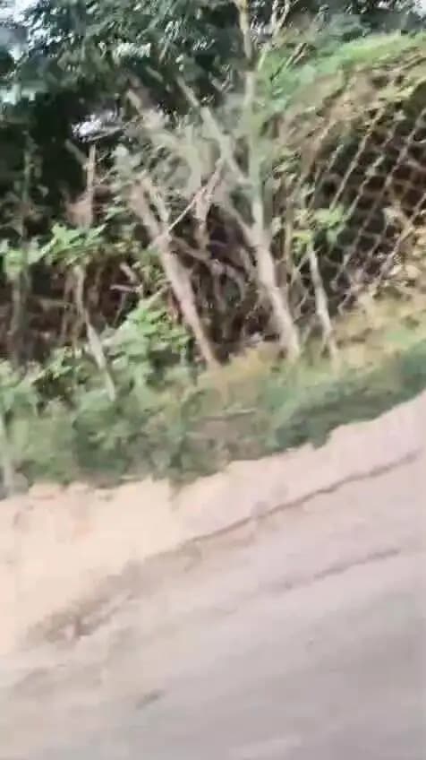 திருவட்டாறு: கோதையாறு பகுதியில் புகுந்த ஒற்றை காட்டு யானை: பொதுமக்கள் எச்சரிக்கை