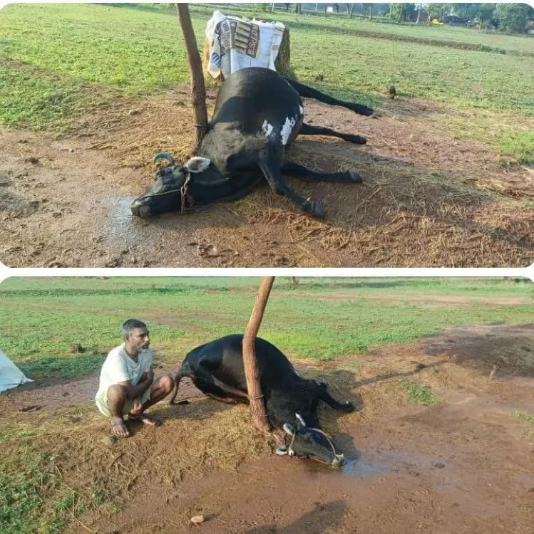 செங்கம்: திருவண்ணாமலை: இடி, மின்னல் தாக்கி கறவை மாடு பலி - பிஞ்சூர் கிராமத்தில் சோகம்