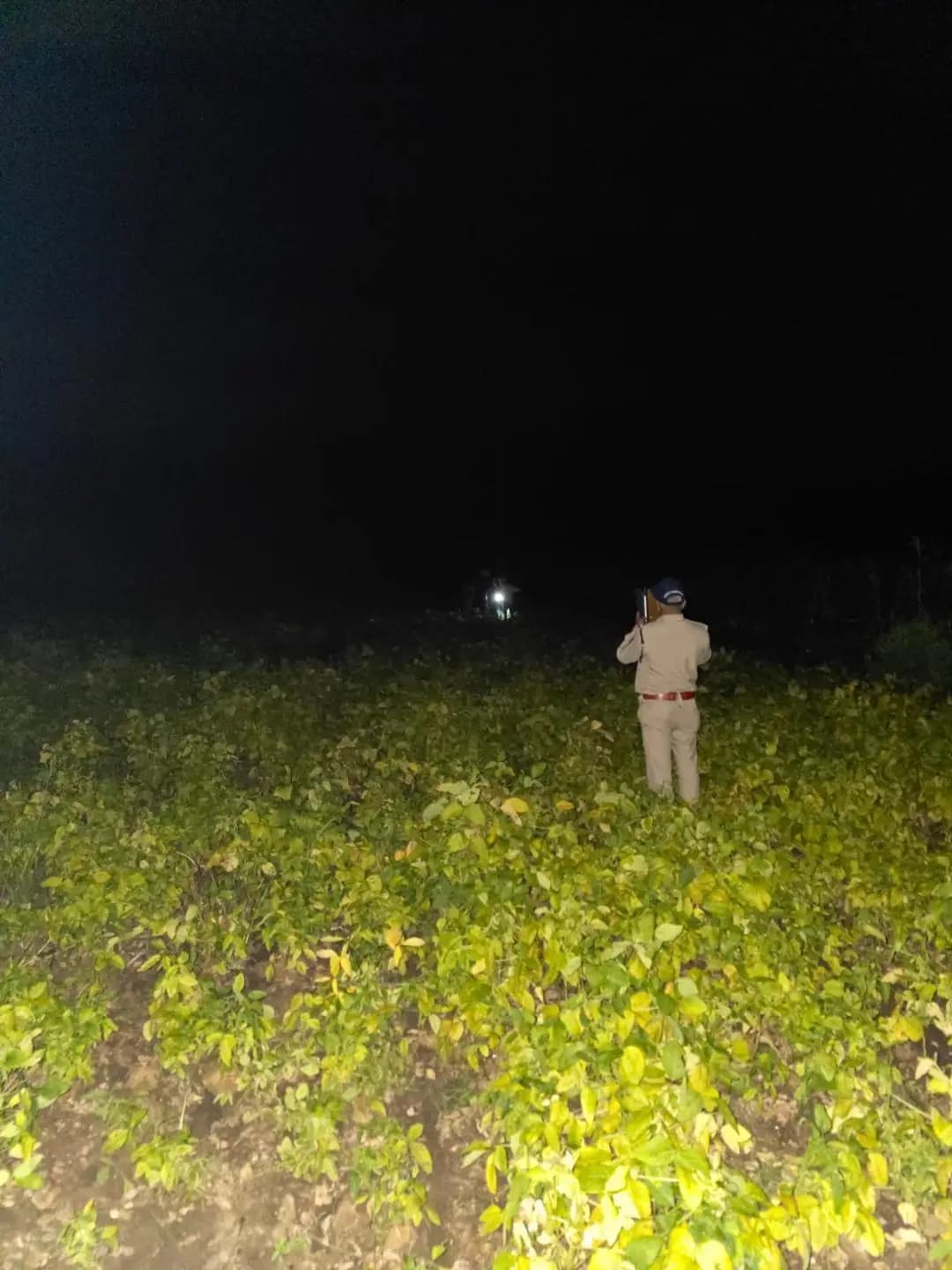 रतलाम नगर: रतलाम में सरकारी जमीन पर मिली 724 किलोग्राम अवैध गांजे की खेती, 2,948 पौधे जब्त
