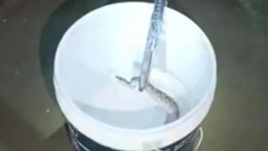 मोकामा: मोकामा में 7 वर्षीय बच्चे को रसेल वाइपर ने काटा, गंभीर हालत में परिजन बाइक से अनुमंडल अस्पताल ले गए