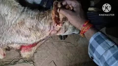 पाली: ग्राम कनपुरा में पूर्व प्रधान के घर के अंदर बंधे बछड़े पर तेंदुए ने किया हमला, ग्रामीणों के शोर मचाने पर भागा